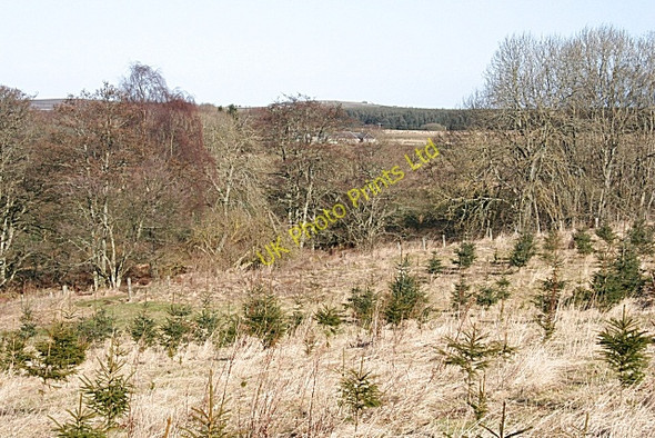 Photo 6"x4" Cleanhill Wood Aberchirder c2008