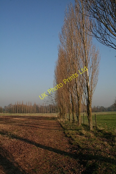 Photo 6"x4" Poplars, Birtsmorton Berrow\/SO7934 c2008