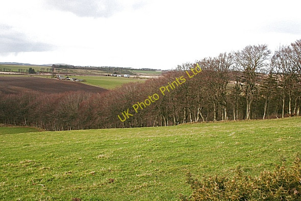 Photo 6"x4" Shelter Belt Blacklaw\/NJ6355 c2008