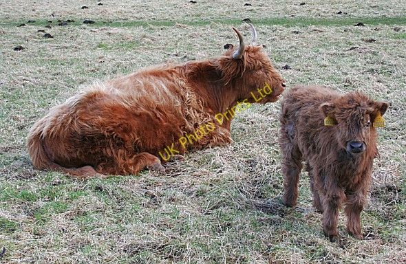 Photo 6"x4" Highland Cow and Calf Rothes c2008