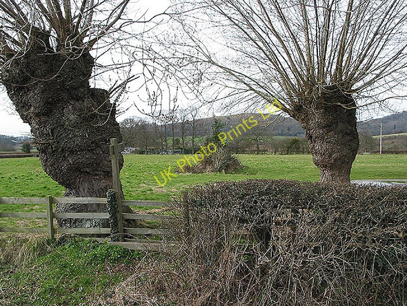 Photo 6"x4" Footpath to Chase End Hill Camer's Green c2008