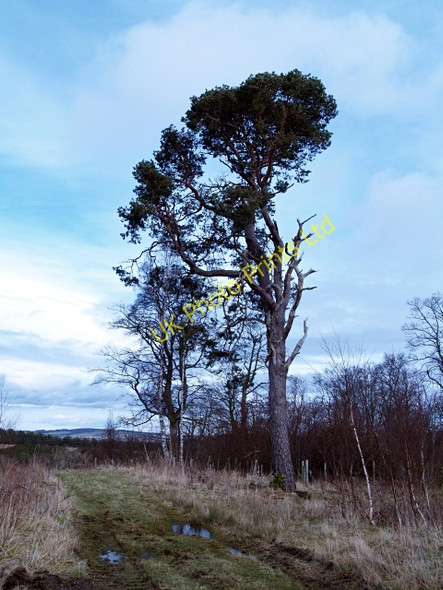 Photo 6"x4" Scots Pine, Whinny Plantation Rosebery c2008