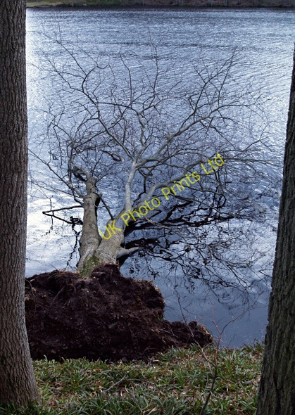 Photo 6"x4" Fallen tree, Edgelaw Reservoir Rosebery c2008