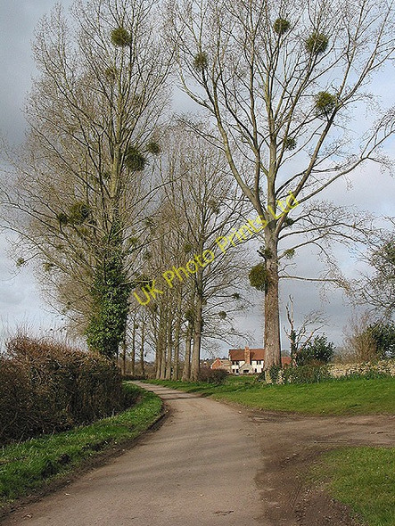 Photo 6"x4" Avenue of trees in winter Ashleworth c2008