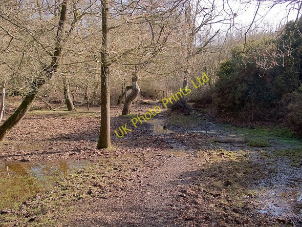 Photo 6"x4" Path and footbridge at southern end of Ocknell Inclosure, New Forest Stoney Cross c2008