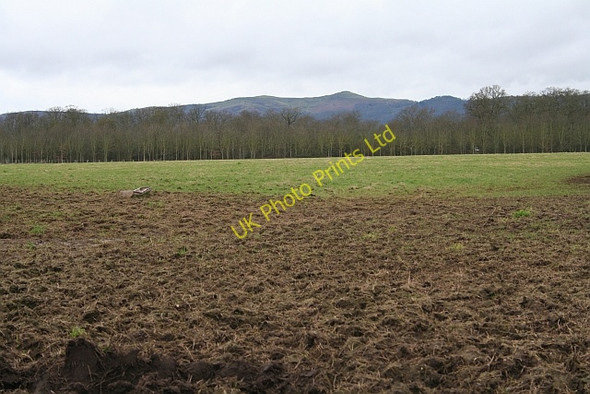 Photo 6"x4" Big Covert Duckswich c2008