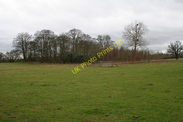 Photo 6"x4" Copse near Big Covert Duckswich c2008