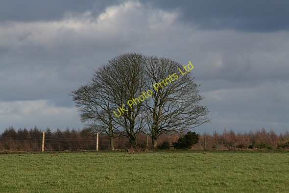Photo 6"x4" Tree and Fence at Brown Howe Stape c2008