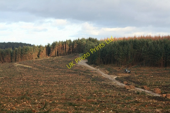 Photo 6"x4" Clearfell in Cropton Forest Stape c2008