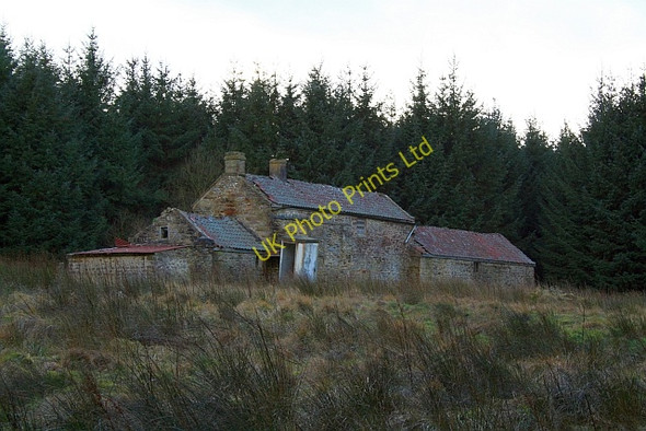 Photo 6"x4" Brown Head Stape c2008