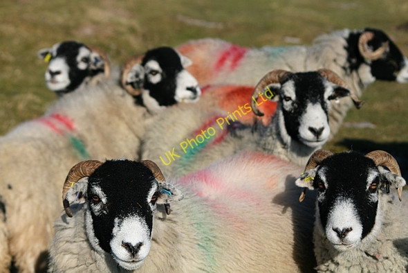 Photo 6"x4" Sheep on Ingleborough Common (1) Newby Cote c2008