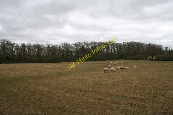 Photo 6"x4" Big Covert Duckswich c2008