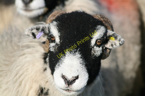 Photo 6"x4" Sheep on Ingleborough Common (5) Newby Cote c2008