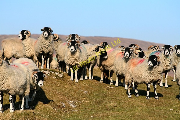 Photo 6"x4" Sheep on Ingleborough Common (6) Newby Cote c2008