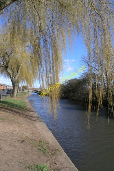 Photo 6"x4" Beeston Canal willows Beeston\/SK5236 c2008