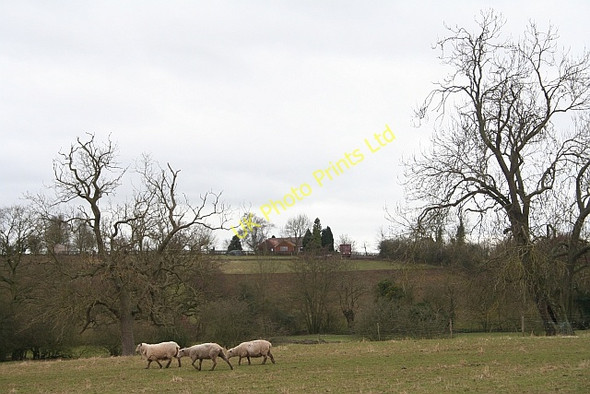 Photo 6"x4" Sheep Pasture Hook Bank c2008