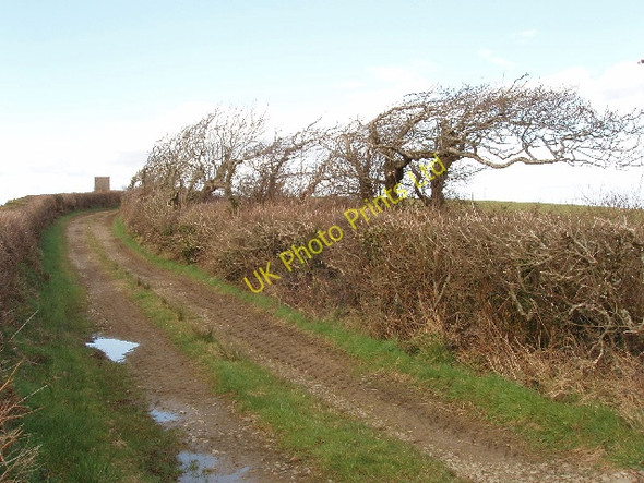 Photo 6"x4" Wind-bent trees on track to Thinwood Week Green c2008