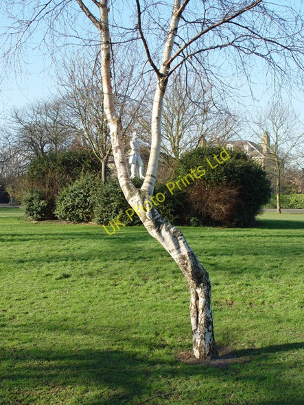 Photo 6"x4" The Silver Birch and Prince Albert's Statue, Pearson Park, Hull Kingston upon Hull c2008