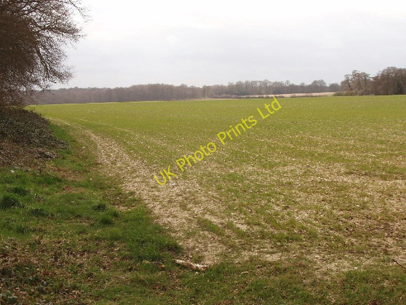 Photo 6"x4" Winter wheat near Flackwell Heath Sheepridge\/SU8889 c2008