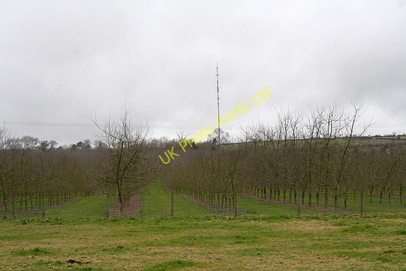 Photo 6"x4" Young Orchard Bodenham Bank c2008