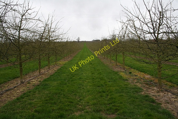 Photo 6"x4" Modern Cider Orchards Bodenham Bank c2008