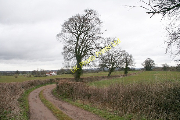 Photo 6"x4" Three Trees Bodenham Bank c2008