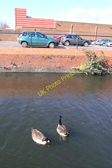Photo 6"x4" Geese on Canal Bromford c2008