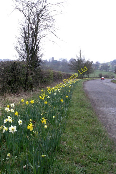 Photo 6"x4" Daffodils on the B600 Bogend\/SK4946 c2008