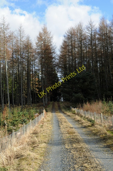 Photo 6"x4" Track Through the Forest Moneydie c2008