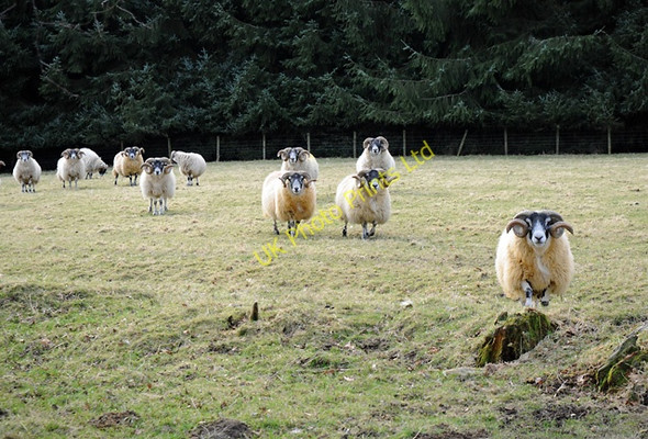 Photo 6"x4" Inquisitive Sheep Buchanty c2008