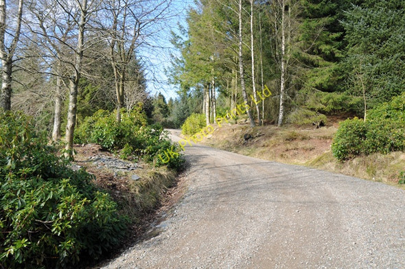 Photo 6"x4" Track Through the Forest Buchanty c2008