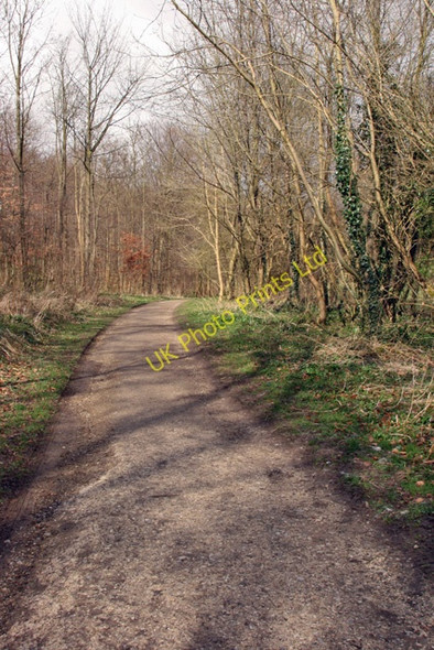 Photo 6"x4" The Track through Millington Woods Millington c2008