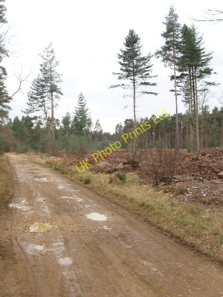 Photo 6"x4" Cleared forest by Windsor Ride Birch Hill\/SU8766 c2008
