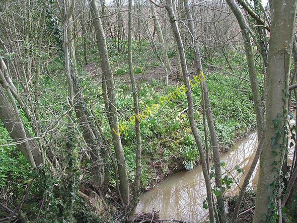 Photo 6"x4" Woodland brook Dymock c2008