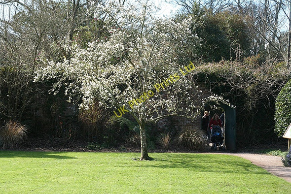 Photo 6"x4" Kingswear: Greenway gardens Dittisham c2008