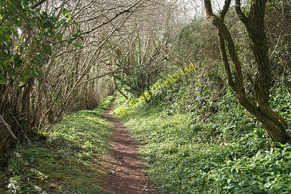 Photo 6"x4" Cornworthy: footpath to East Cornworthy East Cornworthy c2008