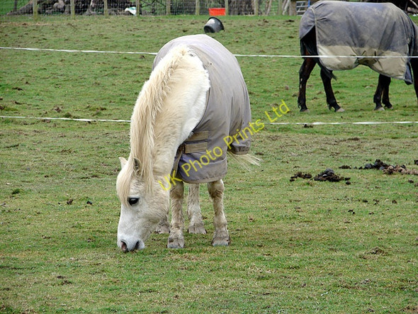 Photo 6"x4" Grazing at Capel Bangor Capel Bangor c2008