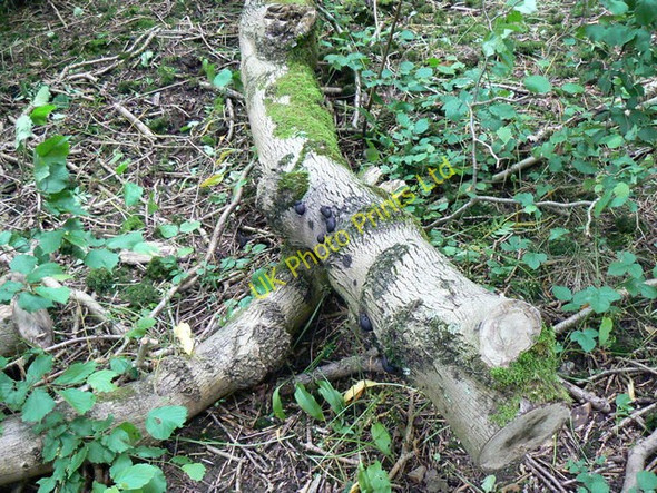 Photo 6"x4" Black fungus on fallen birch, Dyrham Wood (2) Dyrham c2007