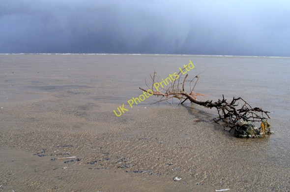 Photo 6"x4" Uprooted shrub on Theddlethorpe beach North End\/TF4987 c2008