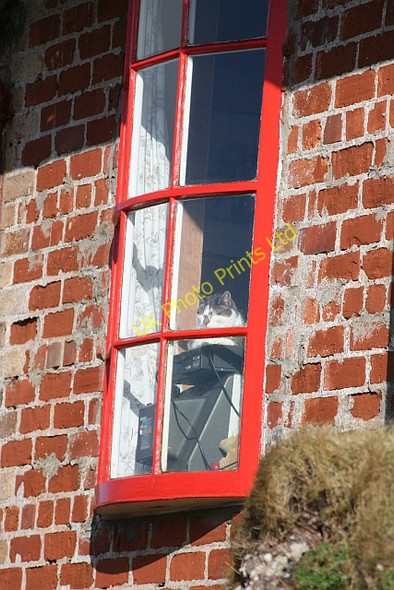 Photo 6"x4" Contented Cat at Dunaverty Southend\/NR6908 c2008