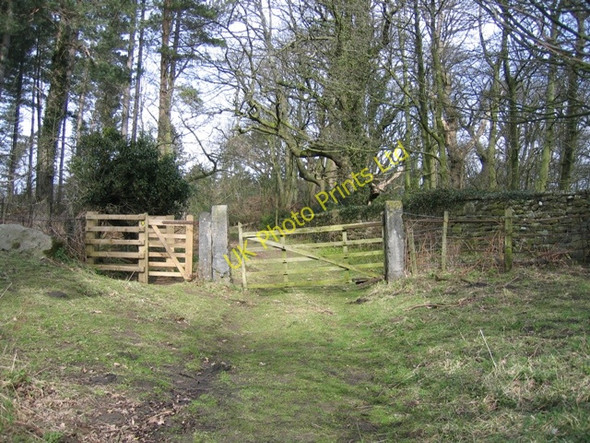 Photo 6"x4" Woodland gateway at Gwysaney Cefn-eurgain c2008