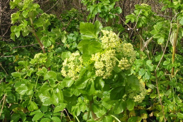 Photo 6"x4" Alexanders, Smyrnium olusatrum Mount Pleasant\/TR3065 c2008