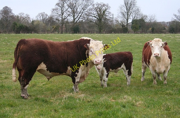 Photo 6"x4" Happy Family Marl Bank c2008