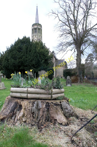 Photo 6"x4" Daffodils on a tree stump Newborough\/SK1325 c2008