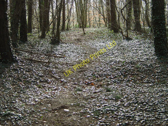 Photo 6"x4" Woodland ride on Cottagers Hill (3) Thrumpton\/SK5031 c2008