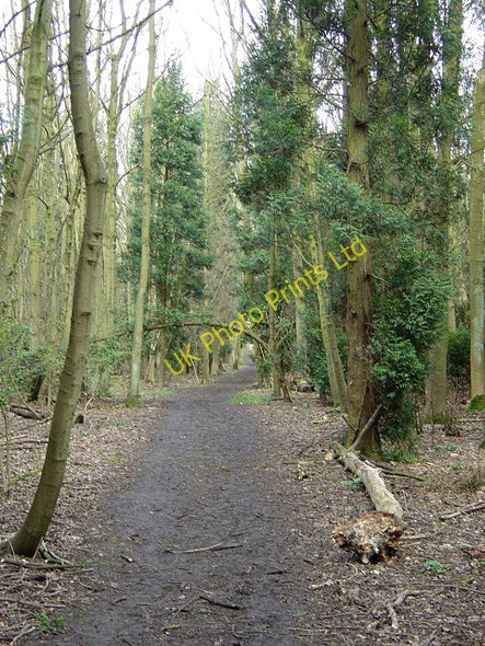 Photo 6"x4" Woodland footpath on Cottagers Hill Gotham\/SK5330 c2008 P1