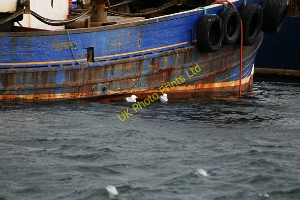 Photo 6"x4" Gulls in Carradale Harbour Carradale c2008