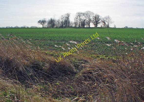 Photo 6"x4" The Langham Plantation Hedon c2008