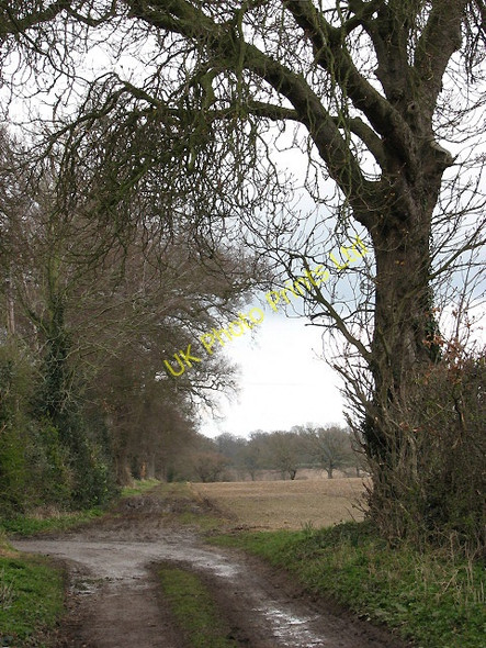 Photo 6"x4" Footpath to Ivy Farm Stratton Strawless c2008
