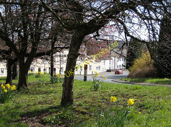 Photo 6"x4" Spring flowers on the verge at Littledean Cinderford c2008